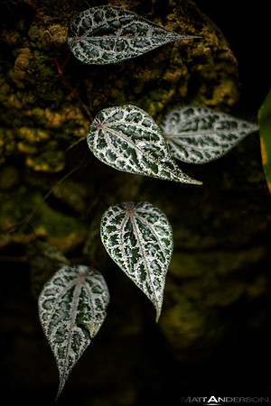 Dark Leaves #2 by matt anderson