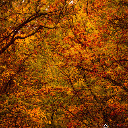Forest in Fall #3_ _1500px