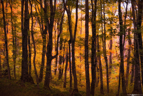 Chapel Forest in Fall