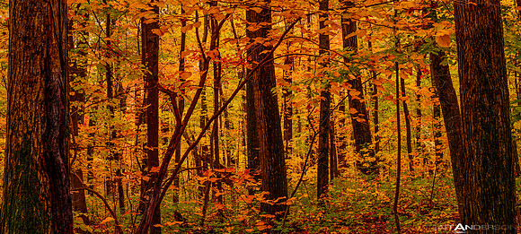 Forest in Fall #1_ _1500px