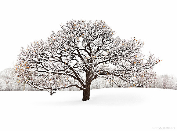 Winter Tree #2 by Matt Anderson