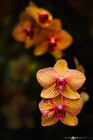 Beautiful Yellow and Pink Flowers by Matt Anderson by matt anderson