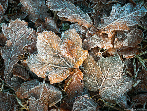 Frosty Forest Floor