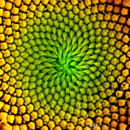 Sunflower close up by Matt Anderson