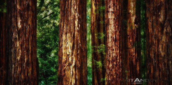 Muir Redwoods by Matt Anderson