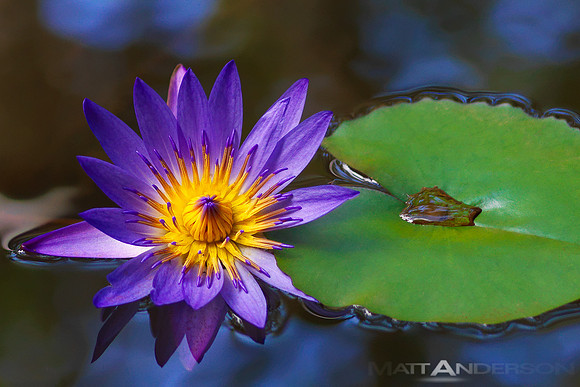 Intimate Lily #3 by Matt Anderson