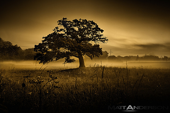 One Tree Hill by Matt Anderson