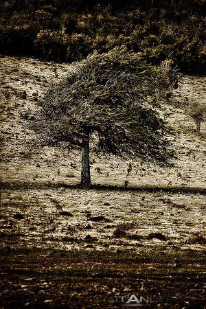 St Martin Tree #1  by Matt Anderson