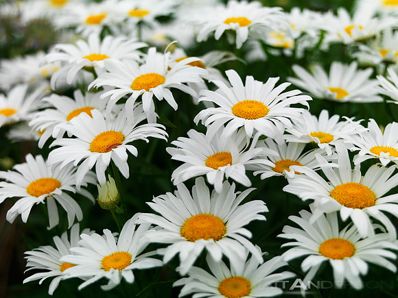 Daisy Gang by Matt Anderson