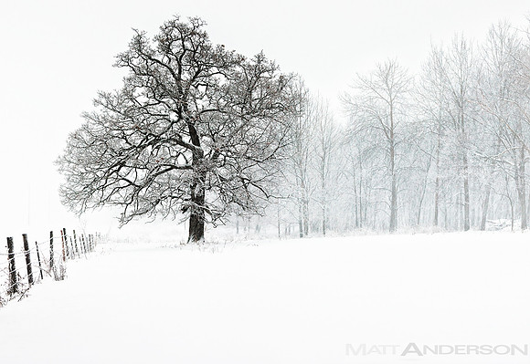 Winters Tree #3 by Matt Anderson