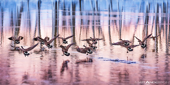 Geese Taking Flight by Matt Anderson by Matt Anderson