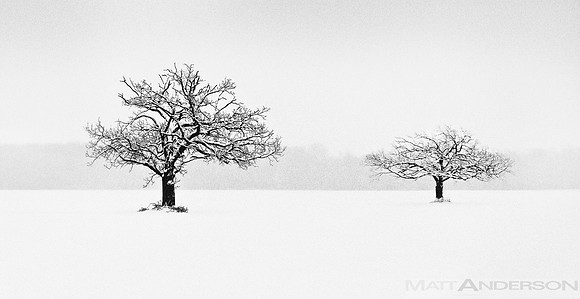 Winter Trees #8 (Tree Amigos) by Matt Anderson
