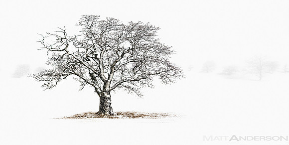 Winters Tree #6 by Matt Anderson