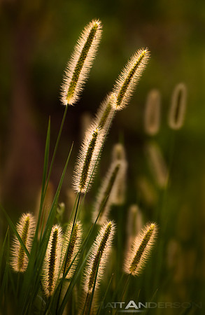 The Golden Hour by Matt Anderson