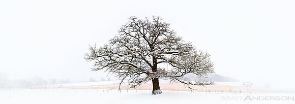 Winer Tree #1 by Matt Anderson