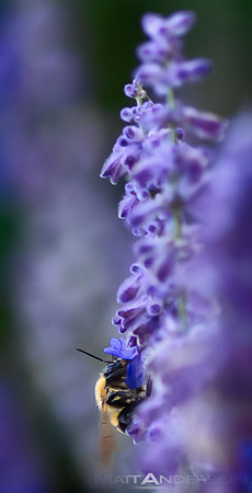 Bee and Sage by Matt Anderson