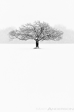 Winter Tree #7 by Matt Anderson