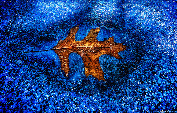 Frozen in Ice #2