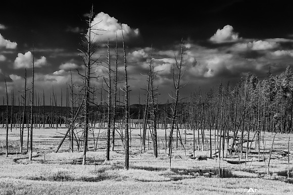 Dead Trees by matt anderson
