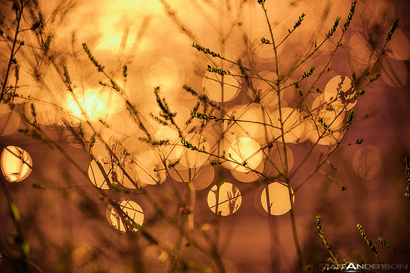 Lakeside Reflections #3