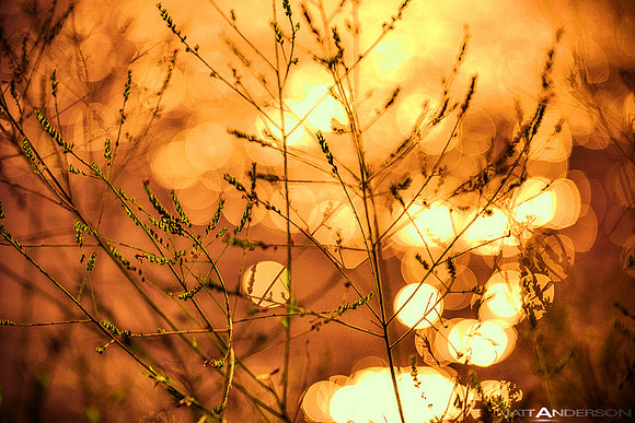 Lakeside Reflections #2