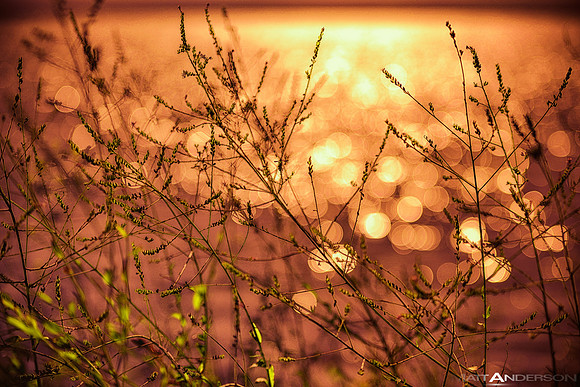 Lakeside Reflections #4