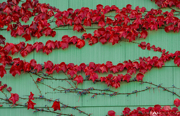 Red Vines on Green Tile by matt anderson