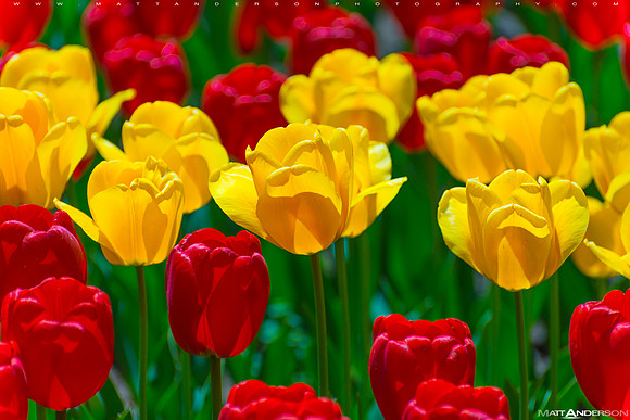 Tulips in Spring #6
