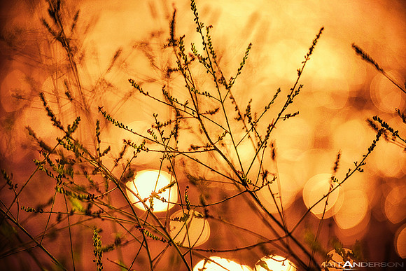 Lakeside Reflections #7