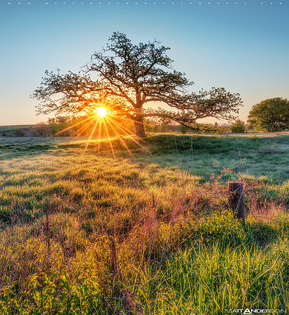 prairie tree sunrise #2