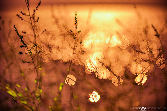 Lakeside Reflections #5