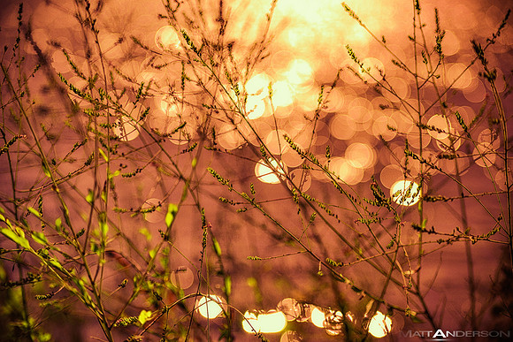 Lakeside Reflections #6