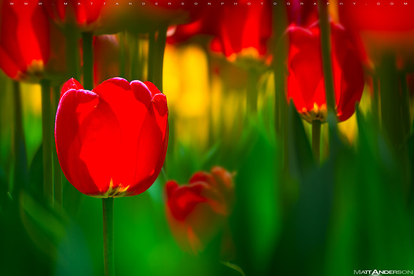 Tulip #3