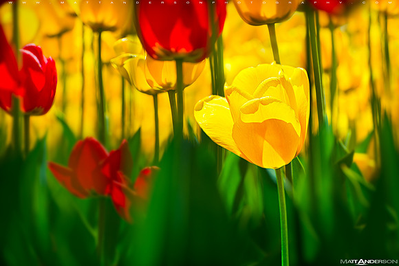 Tulip #4