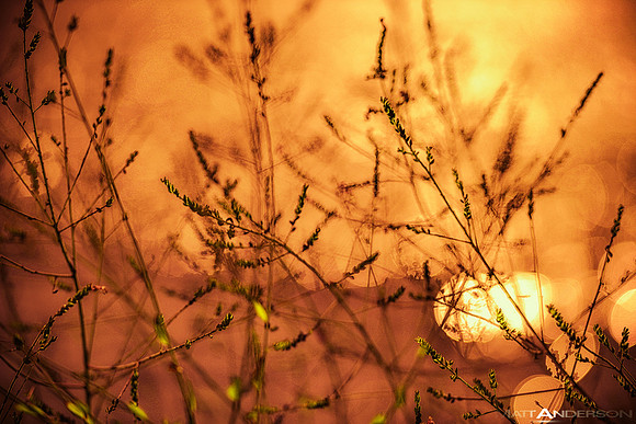 Lakeside Reflections #8