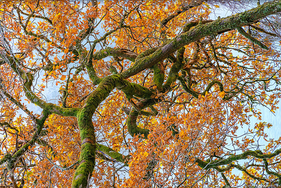 Twisted Tree