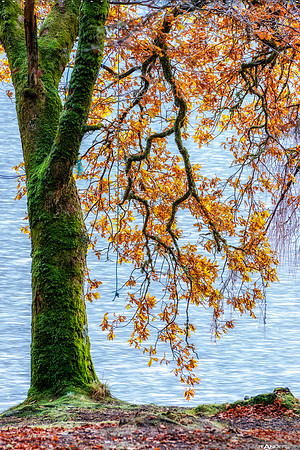 Fall Colors on Loch Oich #3