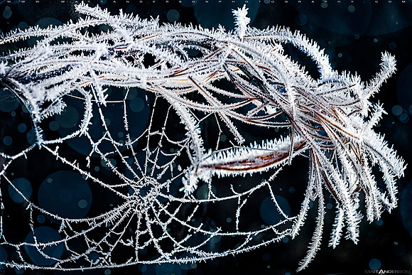 Frozen Spider Web