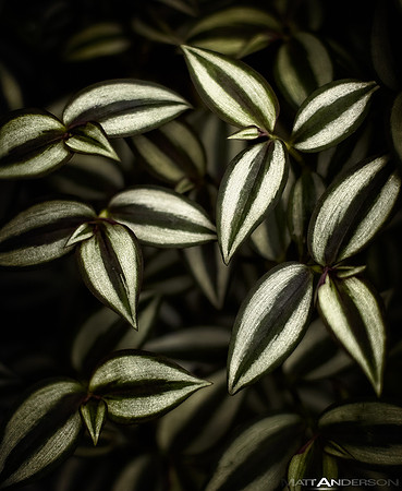 Dark Leaves #3 by matt anderson
