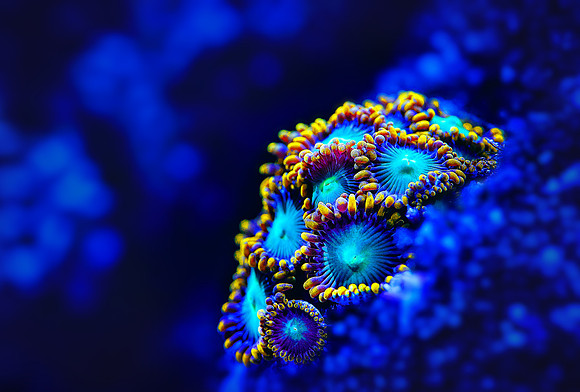 Zoanthids in Blue 2021 edit