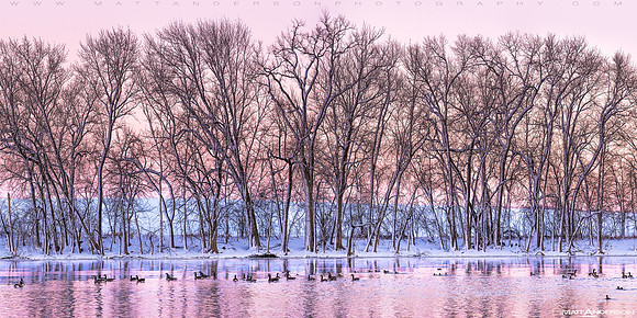 geese on the river
