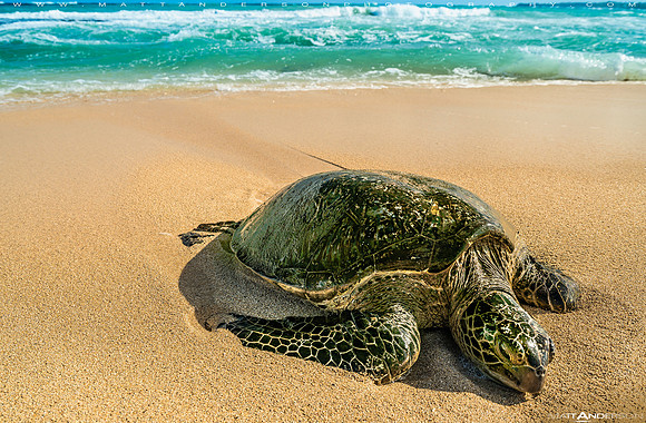 Sea Turtle #1