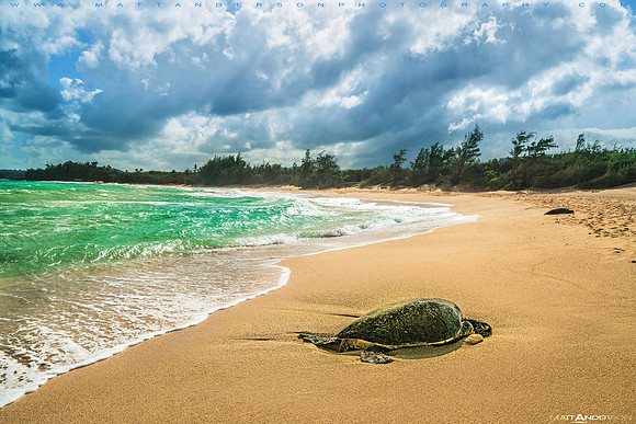 Sea Turtle #3