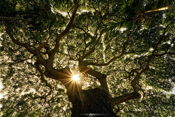 Under the Canopy