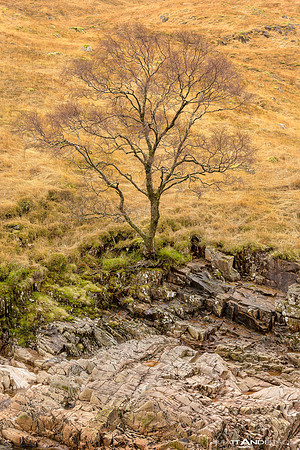 River Etive Tree
