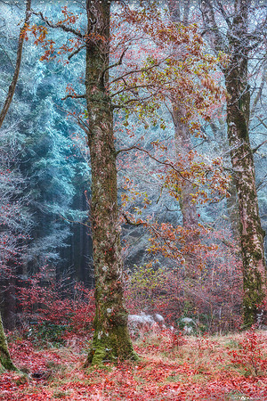 Into the Mystic #5 2560px