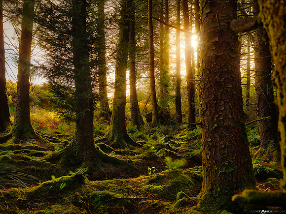 Ireland Forest #2_2560
