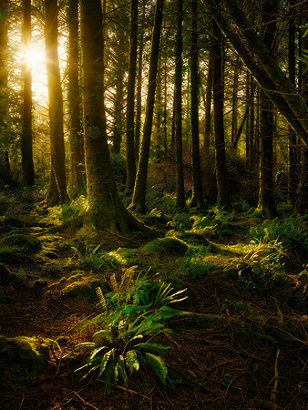 Ireland Forest #1_2560