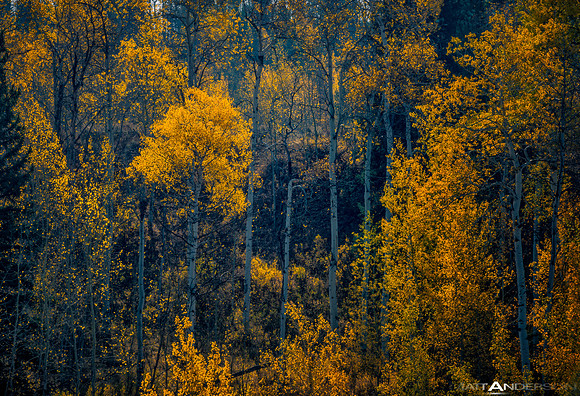 Blue and Gold