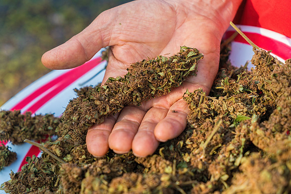 Weed_MA_GettyManHands_20171020_009